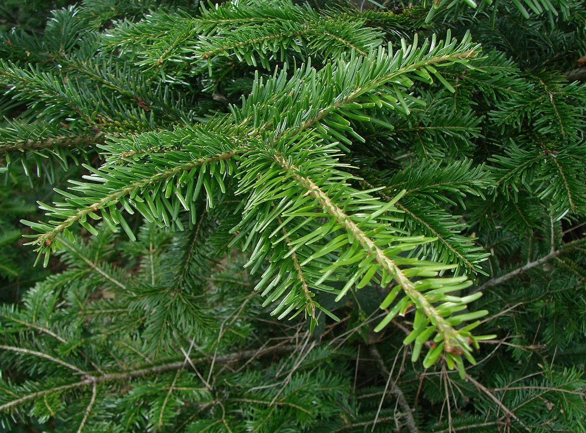 Brad (Abies)