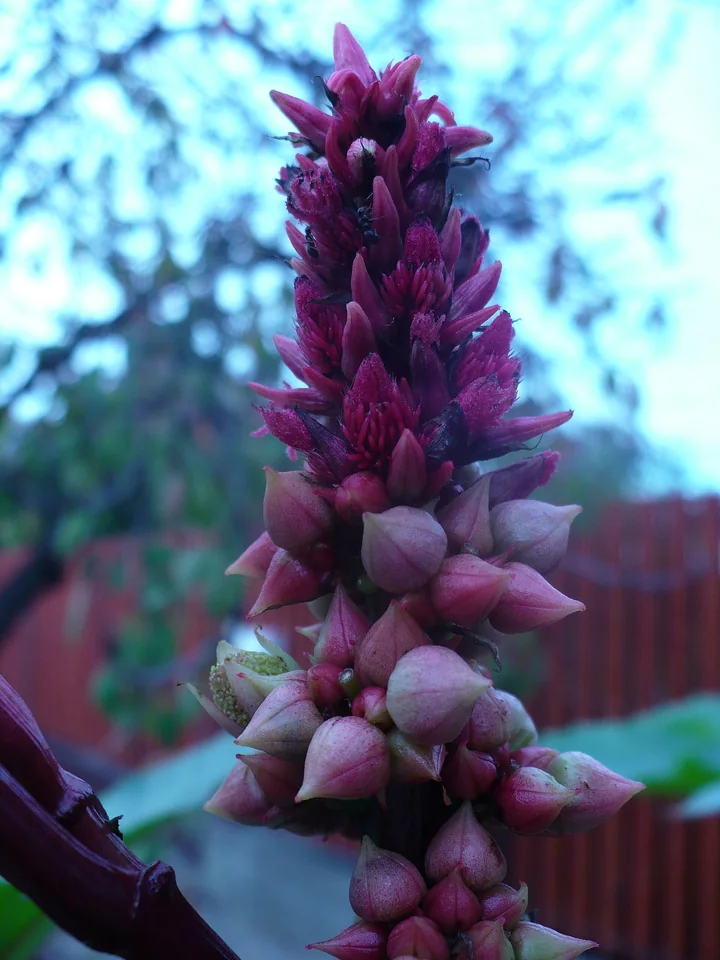 Inflorescență tânără de ricin, cu flori femele roșii-închis în vârf și muguri roz ai florilor mascule dedesubt