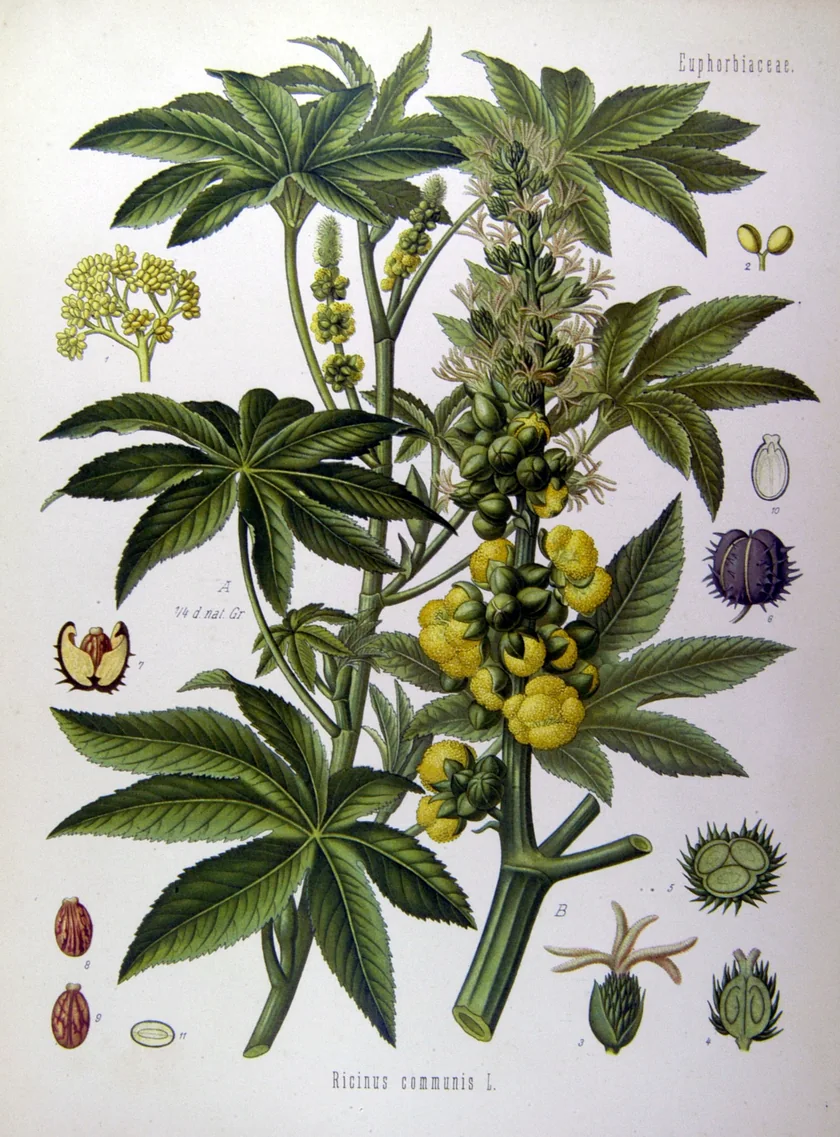 Planșă botanică colorată cu ricin: ramură cu frunze palmate, flori și capsule, plus detalii ale florii