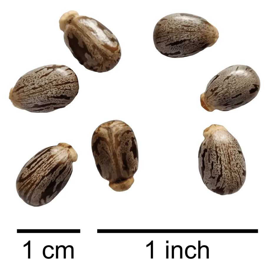 Semințe de ricin, ovale și lucioase, cu pete cenușii și brune, lângă o scară de 1 cm