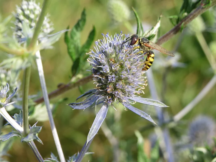 Capitul de scai vânăt cu flori albăstrui, înconjurat de bractee înguste, cu o insectă cu dungi galbene și negre pe el