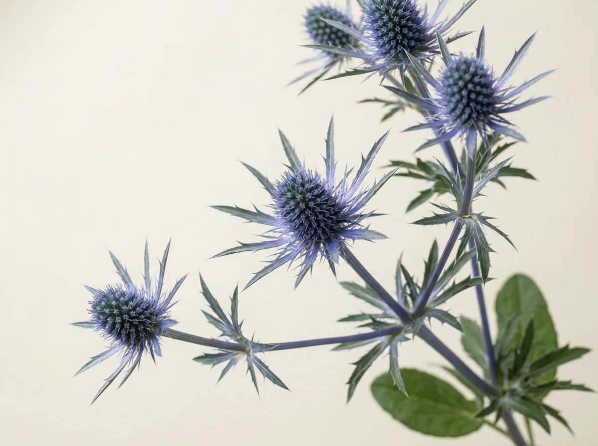 Scai vânăt (Eryngium planum)