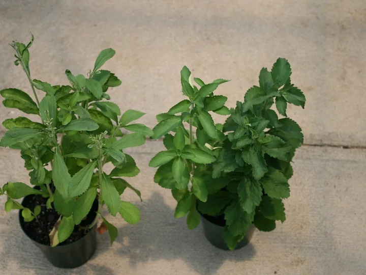 Două plante de stevia în ghivece negre, puse pe un pavaj