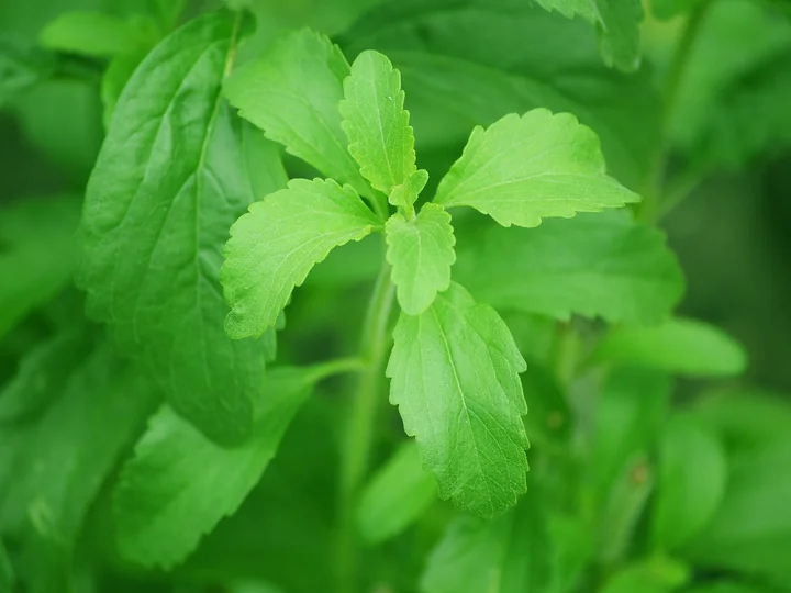 Frunze verzi de stevia, mici, în perechi, cu marginea dințată