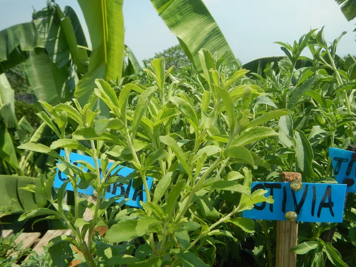 Tufe dese de stevia, cu o etichetă albastră pe care scrie numele plantei, între bananieri
