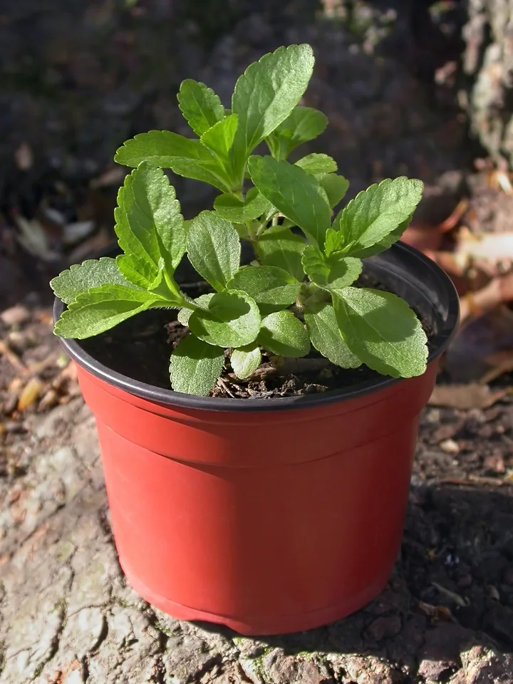 Plantă de stevia într-un ghiveci roșu, cu frunze mici, dințate, în perechi