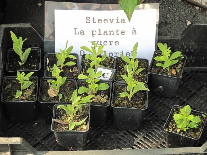 Răsaduri de stevia în ghivece mici de plastic, în dreptul unei etichete scrise de mână