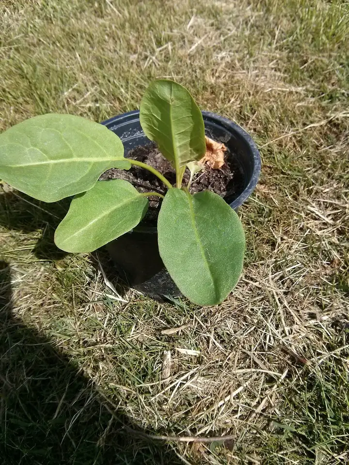Plantă tânără de ștevie, Rumex patientia, într-un ghiveci, cu frunze late, ovale, cu marginea netedă