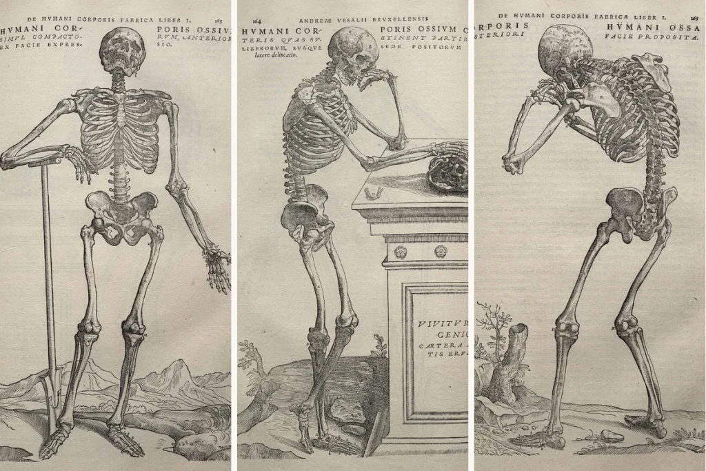 Trei planșe cu schelete umane din atlasul de anatomie al lui Andreas Vesalius, 1543