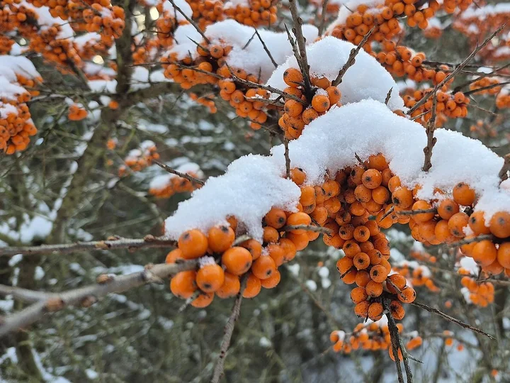 Ciorchini de fructe portocalii de cătină-albă, cu zăpadă deasupra, pe ramuri cu spini, iarna