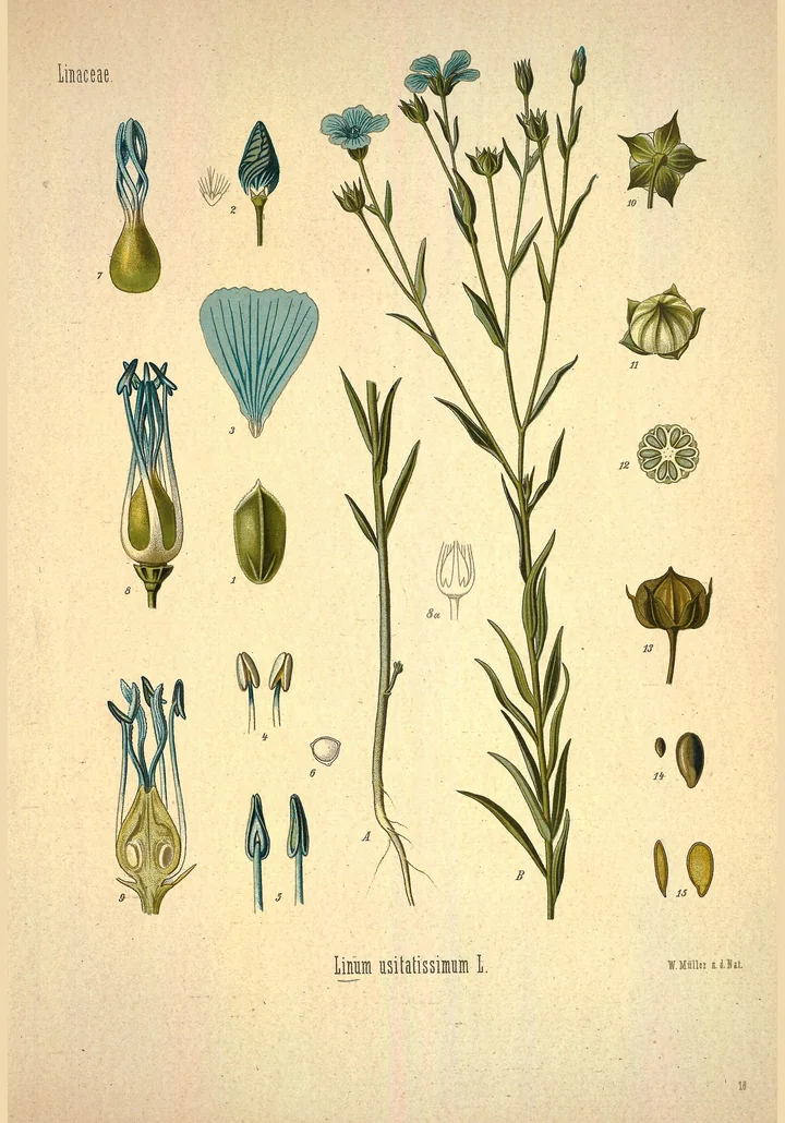 Planșă botanică veche cu in (Linum usitatissimum): tulpina înflorită, floarea, capsula și semințele mărite