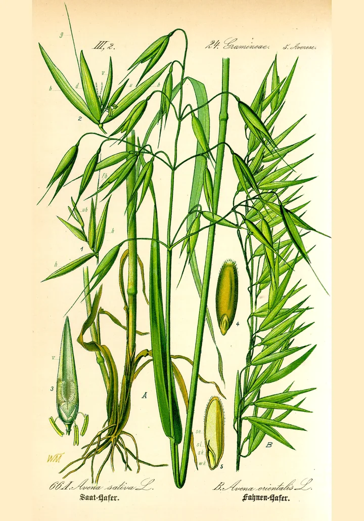 Planșă botanică veche cu ovăz: Avena sativa (A) și Avena orientalis (B), cu spiculețe și boabe mărite
