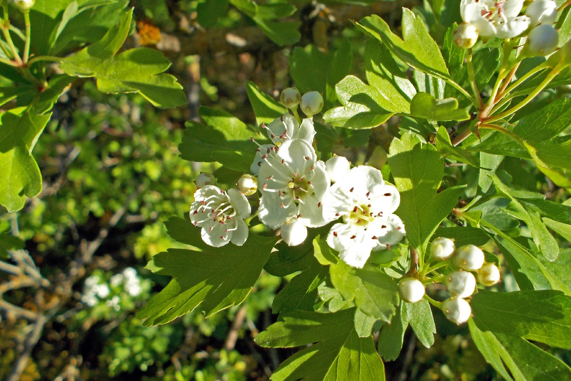 Păducel (Crataegus monogyna) - informatii despre plante medicinale - Hypericum Impex