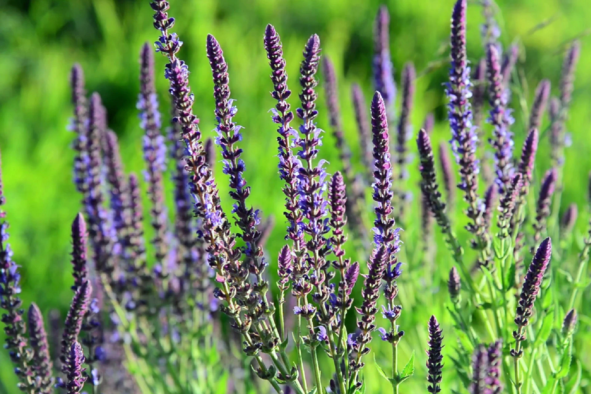 Salvia (Salvia-officinalis) - informatii despre plante medicinale - Hypericum Impex