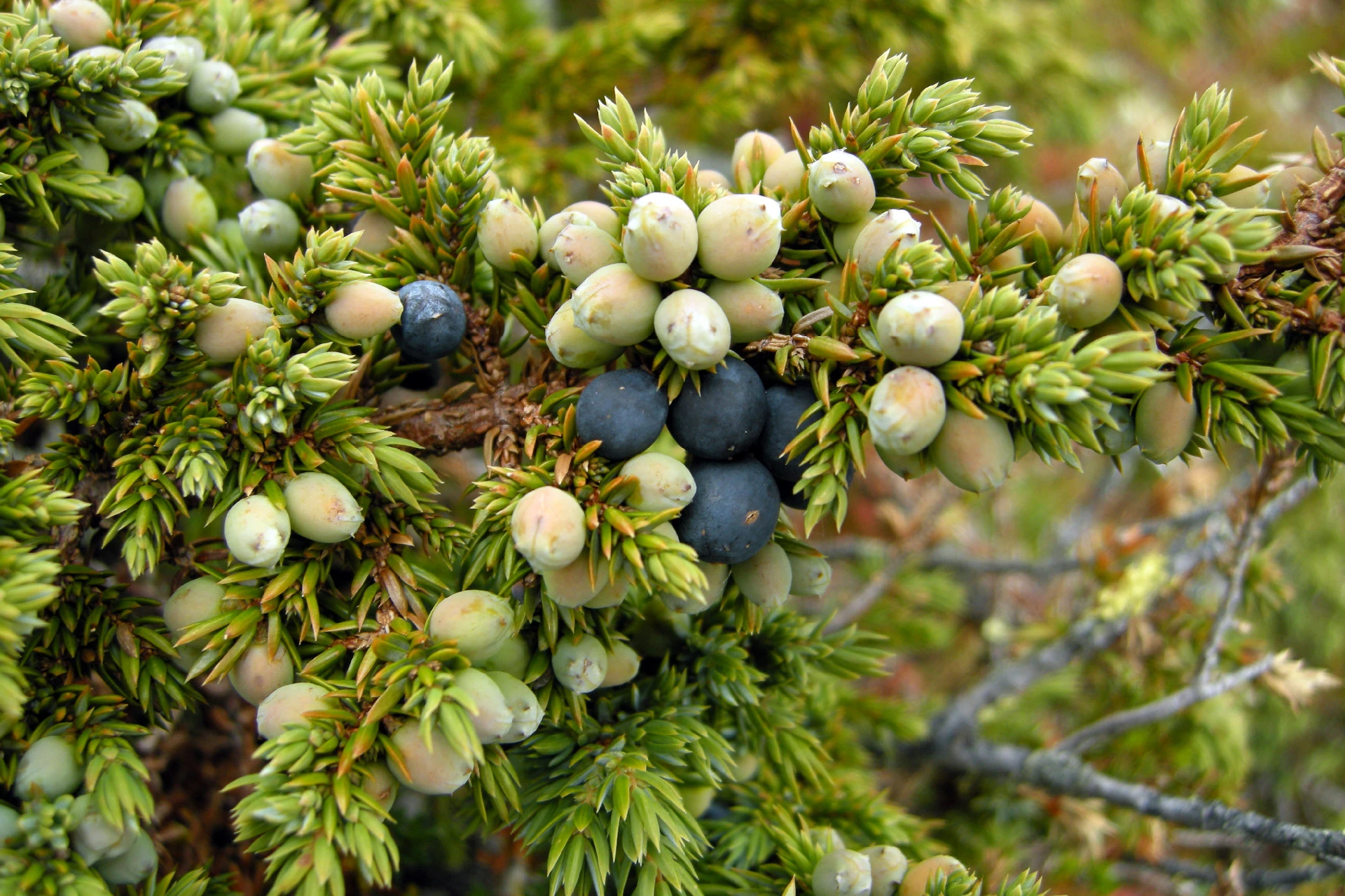 Ienupăr (Juniperus communis) - informatii despre plante medicinale - Hypericum Impex