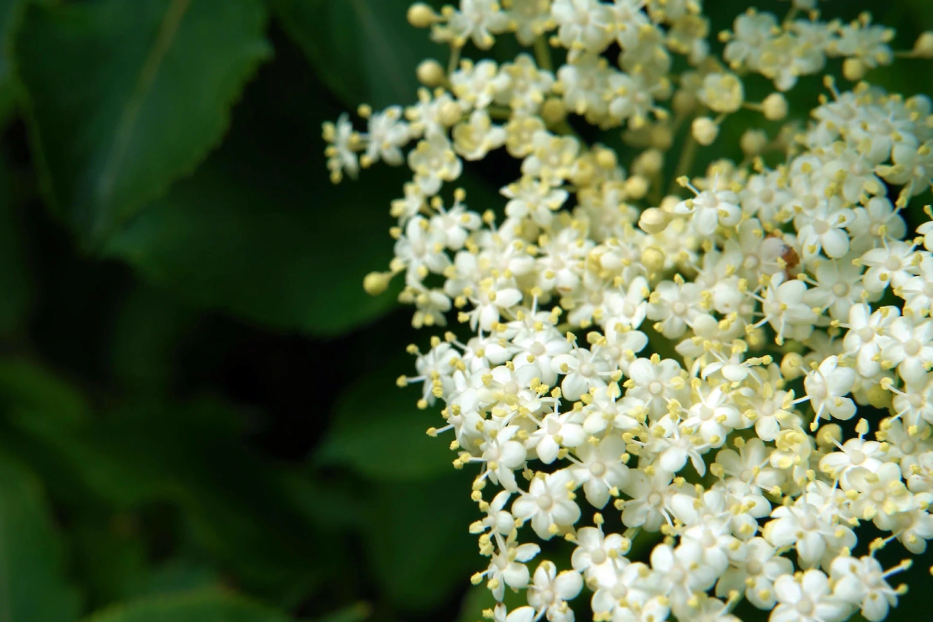 Socul negru (Sambucus nigra) - informatii despre plante medicinale - Hypericum Impex
