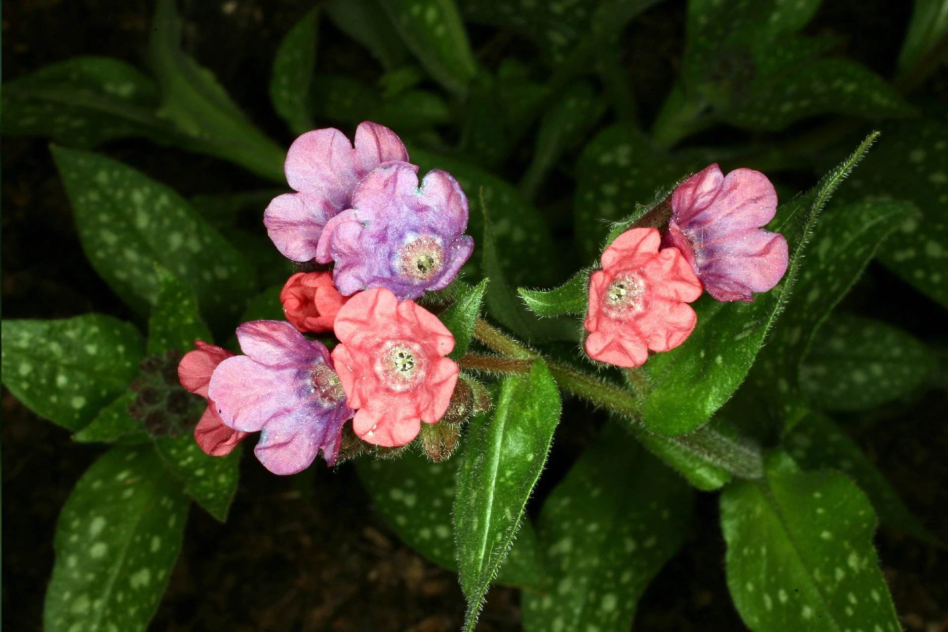 Plămânărică (Pulmonaria officinalis) - informatii despre plante medicinale - Hypericum Impex