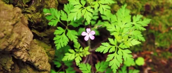 Năpraznic (Geranium robertianum)