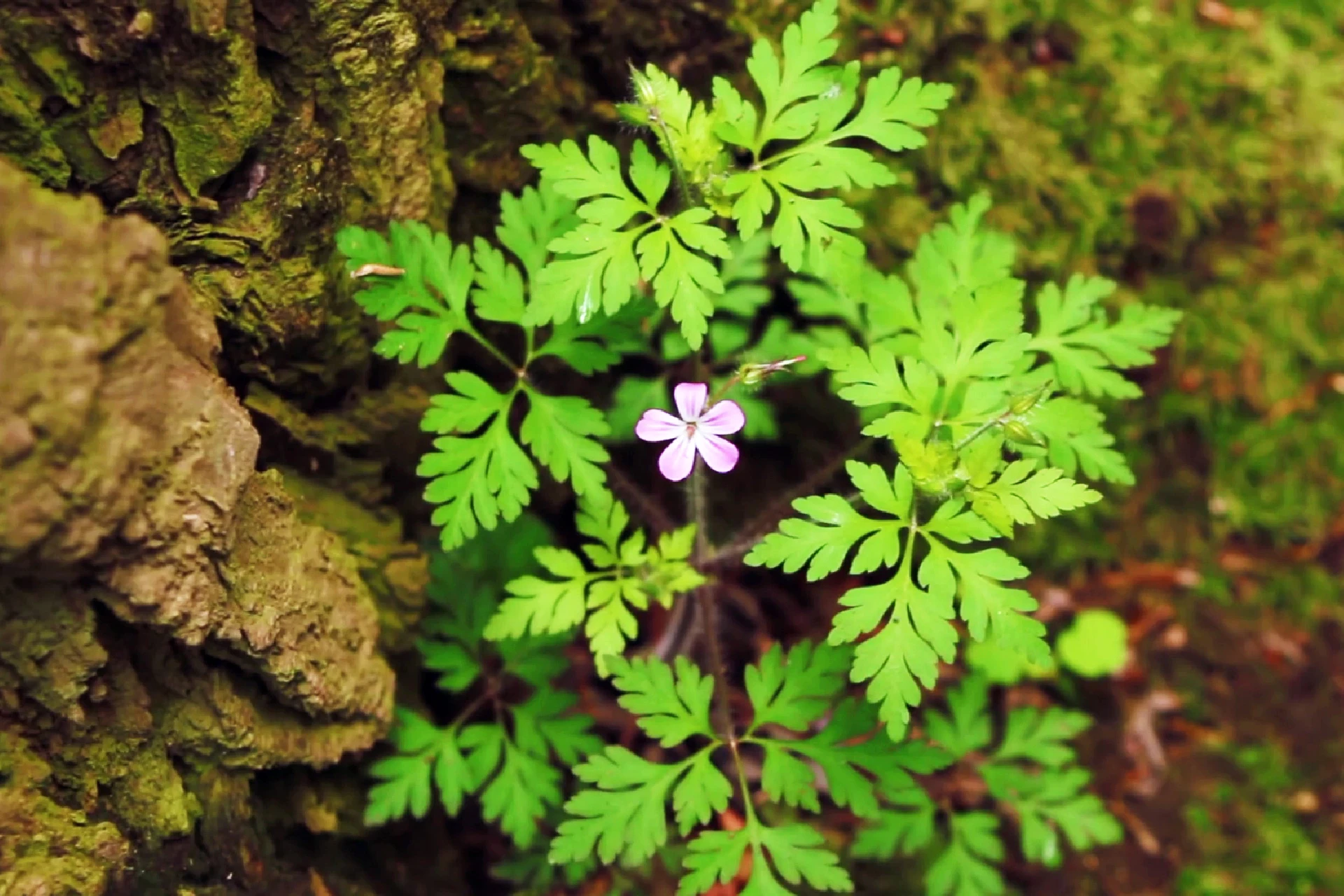 Napraznic Geranium robertianum - Informatii despre Plante medicinale - Hypericum Impex