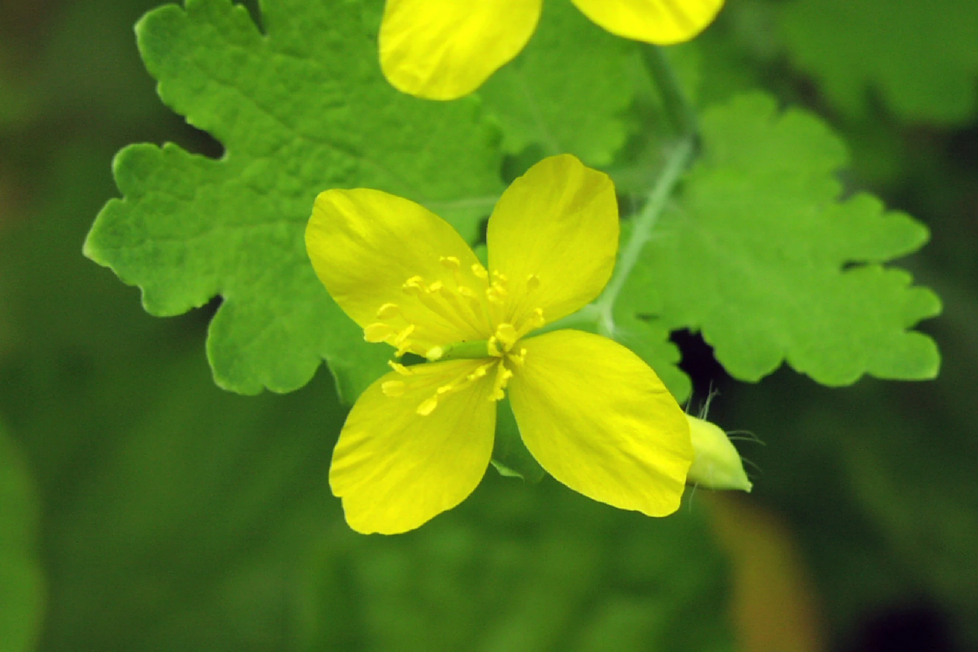 Rostopască (Chelidonium majus) - informatii despre plante medicinale - Hypericum Impex
