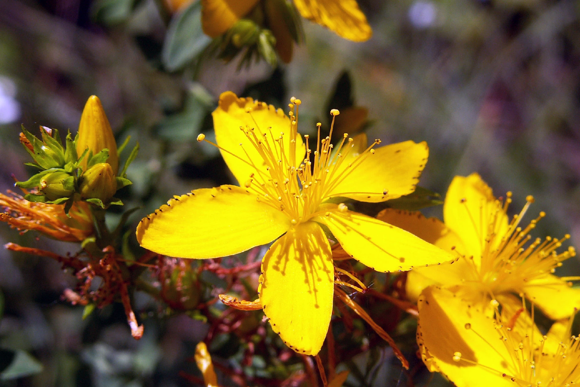 Sunătoarea (Hypericum-perforatum) - informatii despre plante medicinale - Hypericum Impex