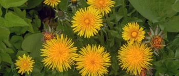 Păpădia (Taraxacum officinale)
