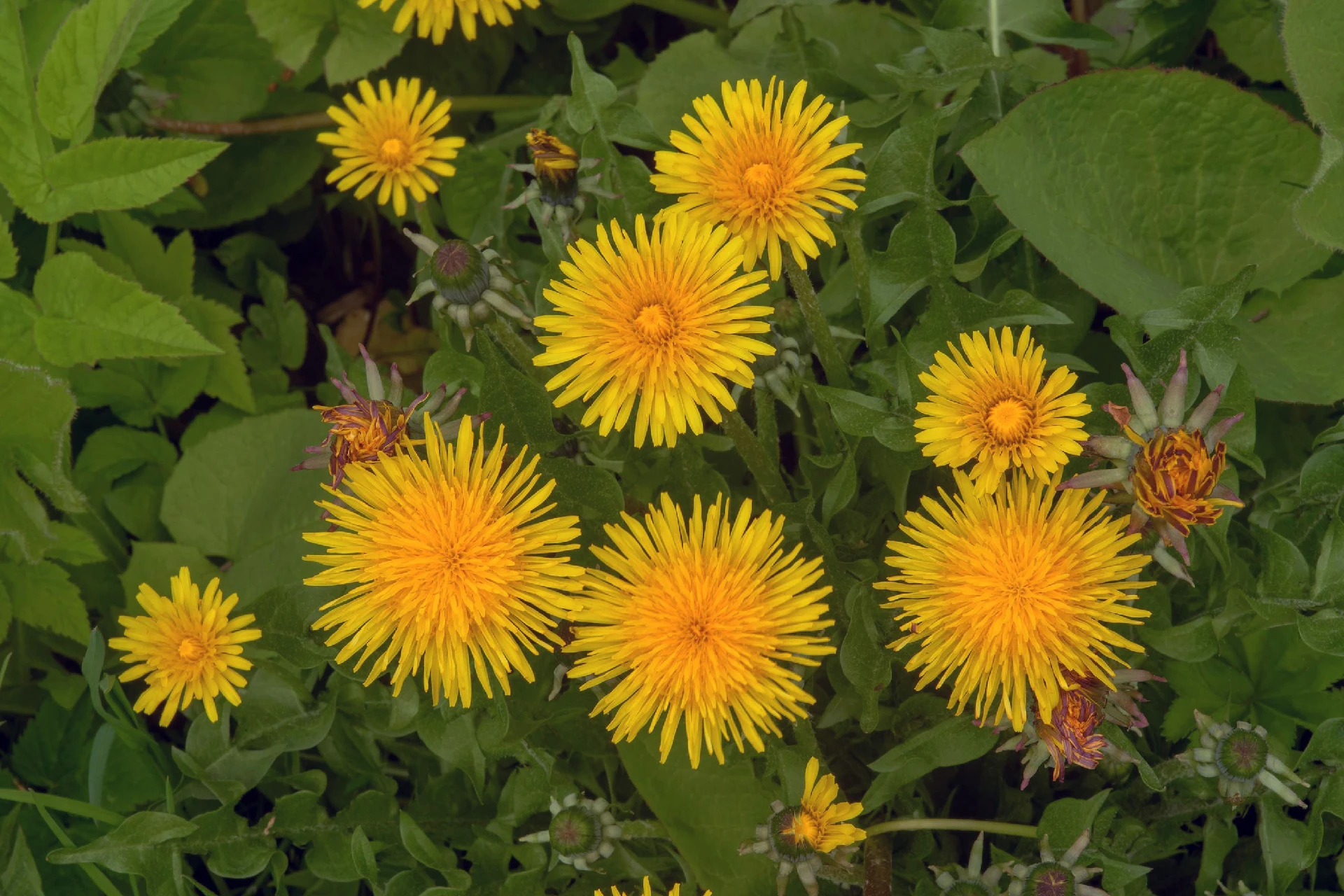 Papadia Taraxacum officinale - Informatii despre Plante medicinale - Hypericum Impex
