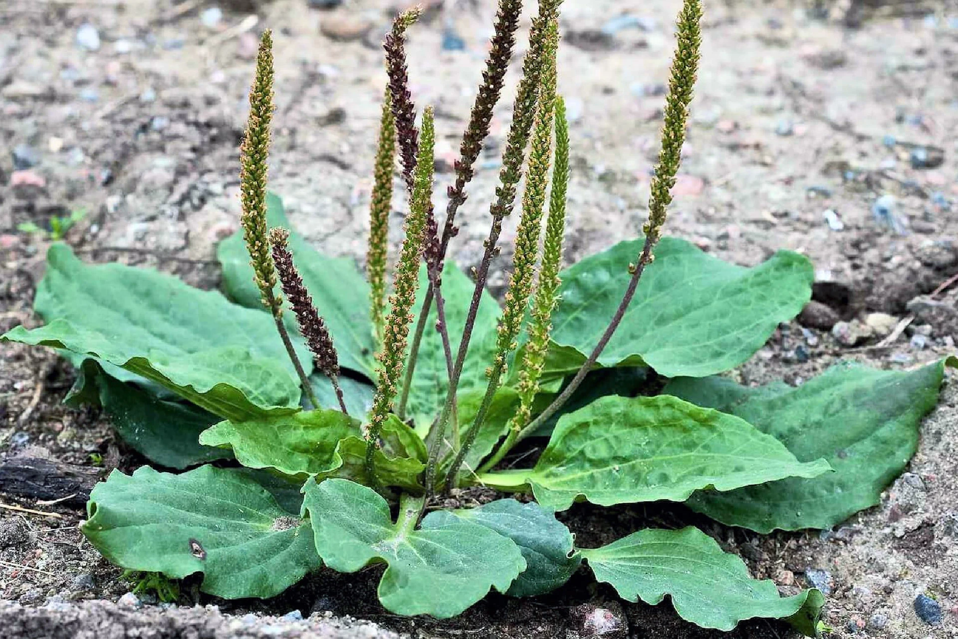 Pătlagina (Plantago) - informatii despre plante medicinale - Hypericum Impex