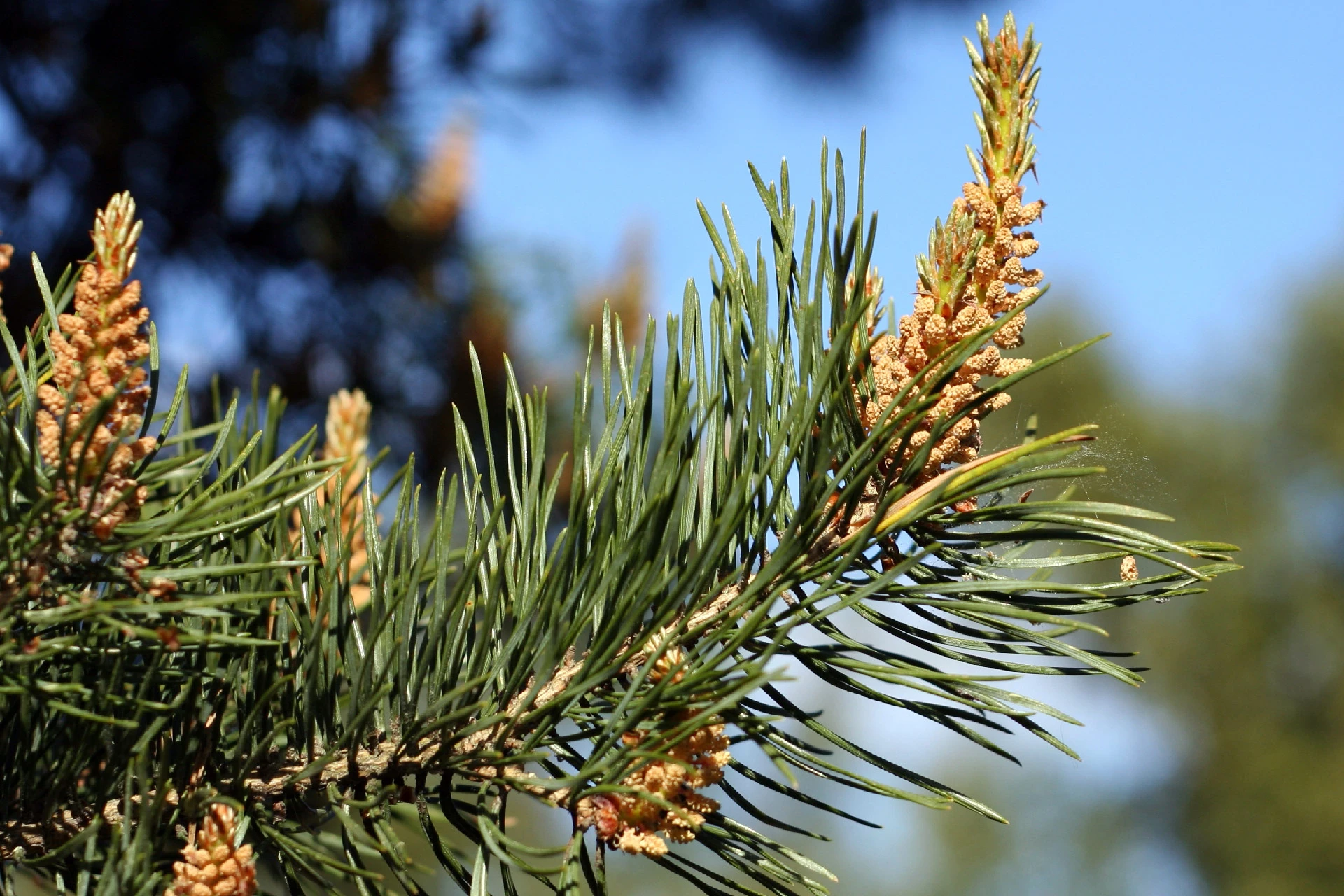 Pinul de pădure (Pinus sylvestris) - informatii despre plante medicinale - Hypericum Impex