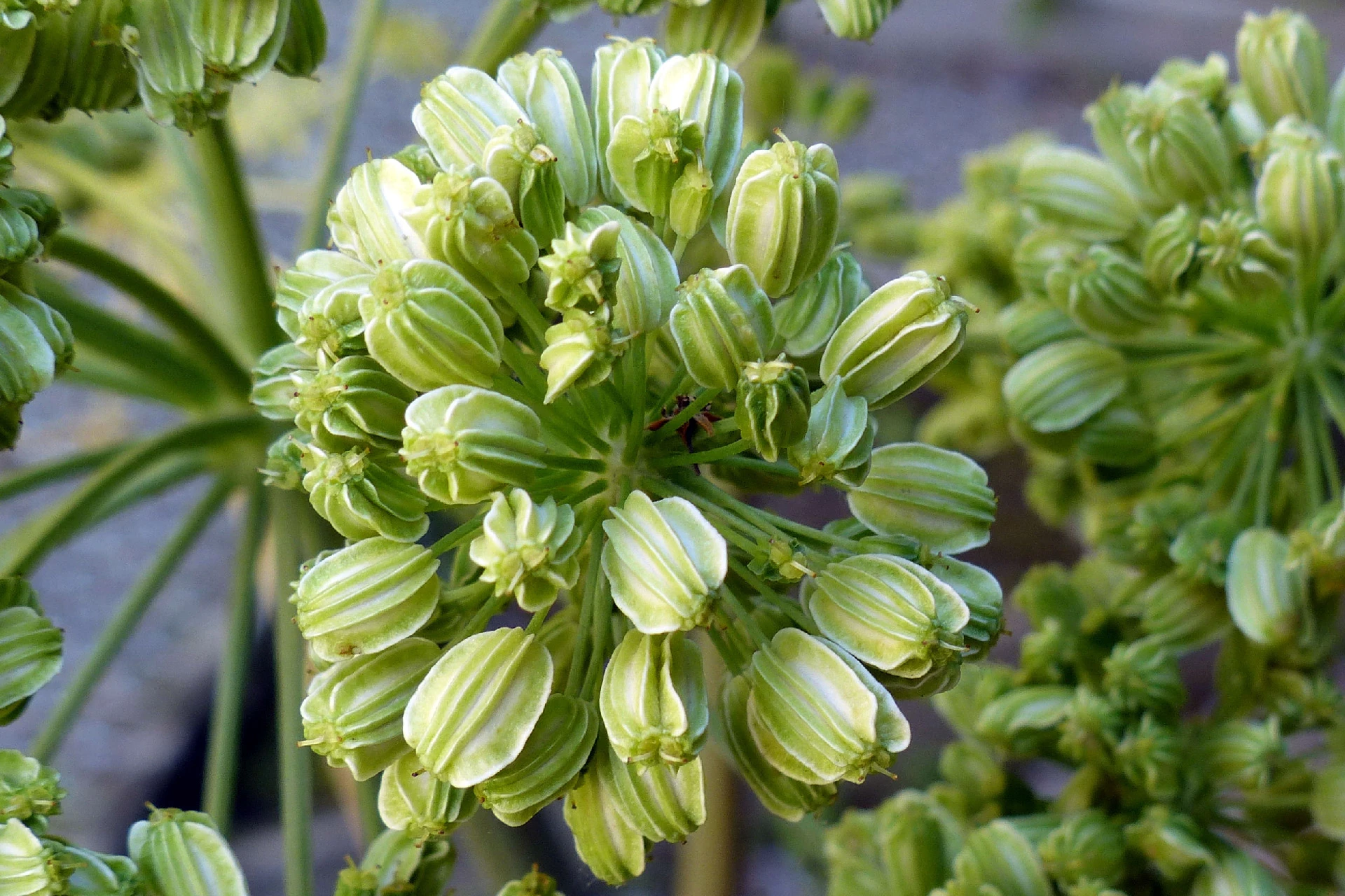 Angelica (Angelica archangelica) - informatii despre plante medicinale - Hypericum Impex