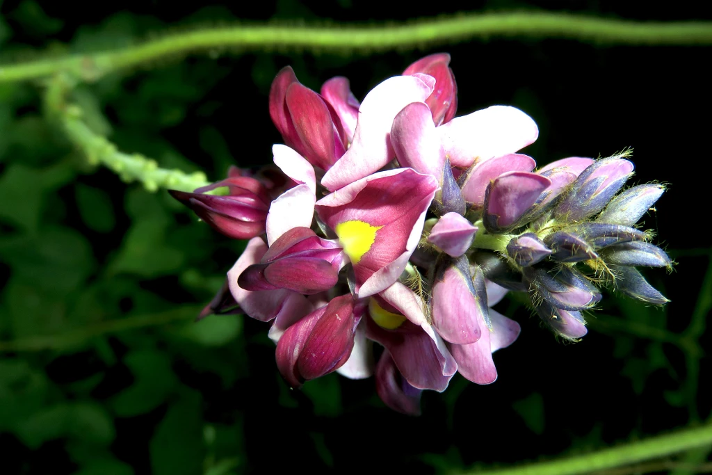 Pueraria, Informatii despre Plante Medicinale Hypericum Impex