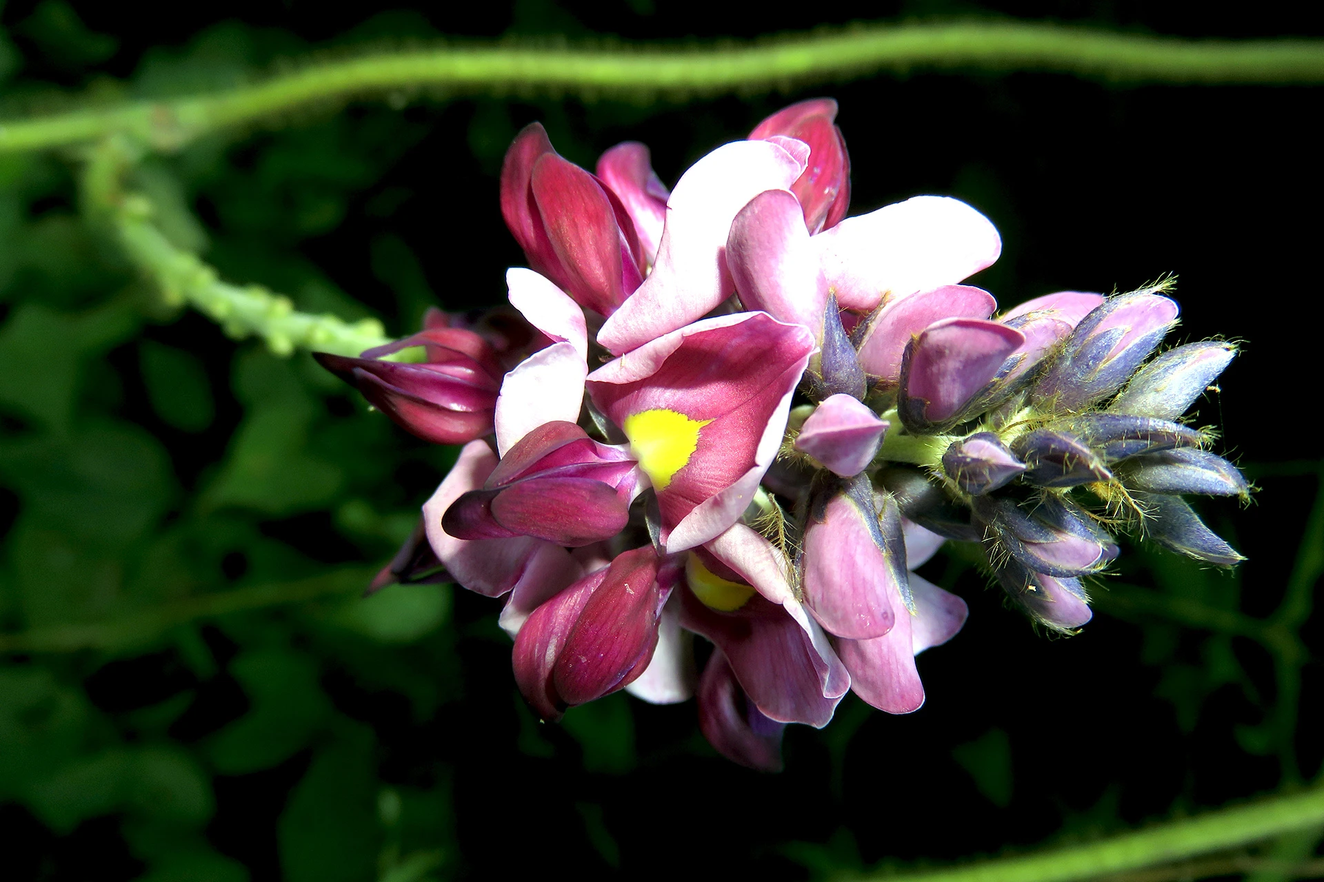 Pueraria, Informatii despre Plante Medicinale Hypericum Impex