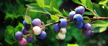 Afin (Vaccinium myrtillus)