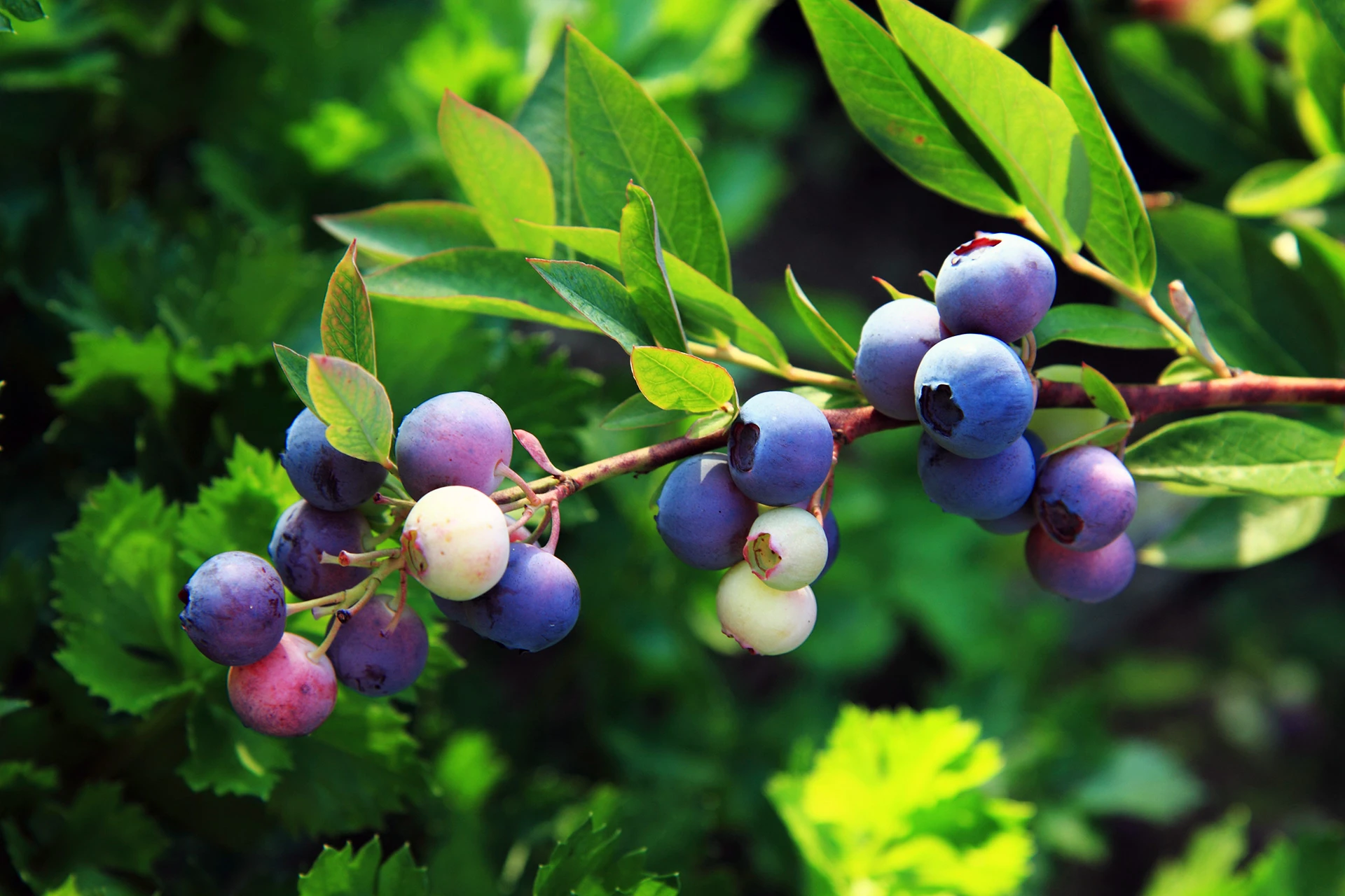 Afin, VACCINIUM MYRTILLUS - Informatii despre Plante medicinale - Hypericum Impex
