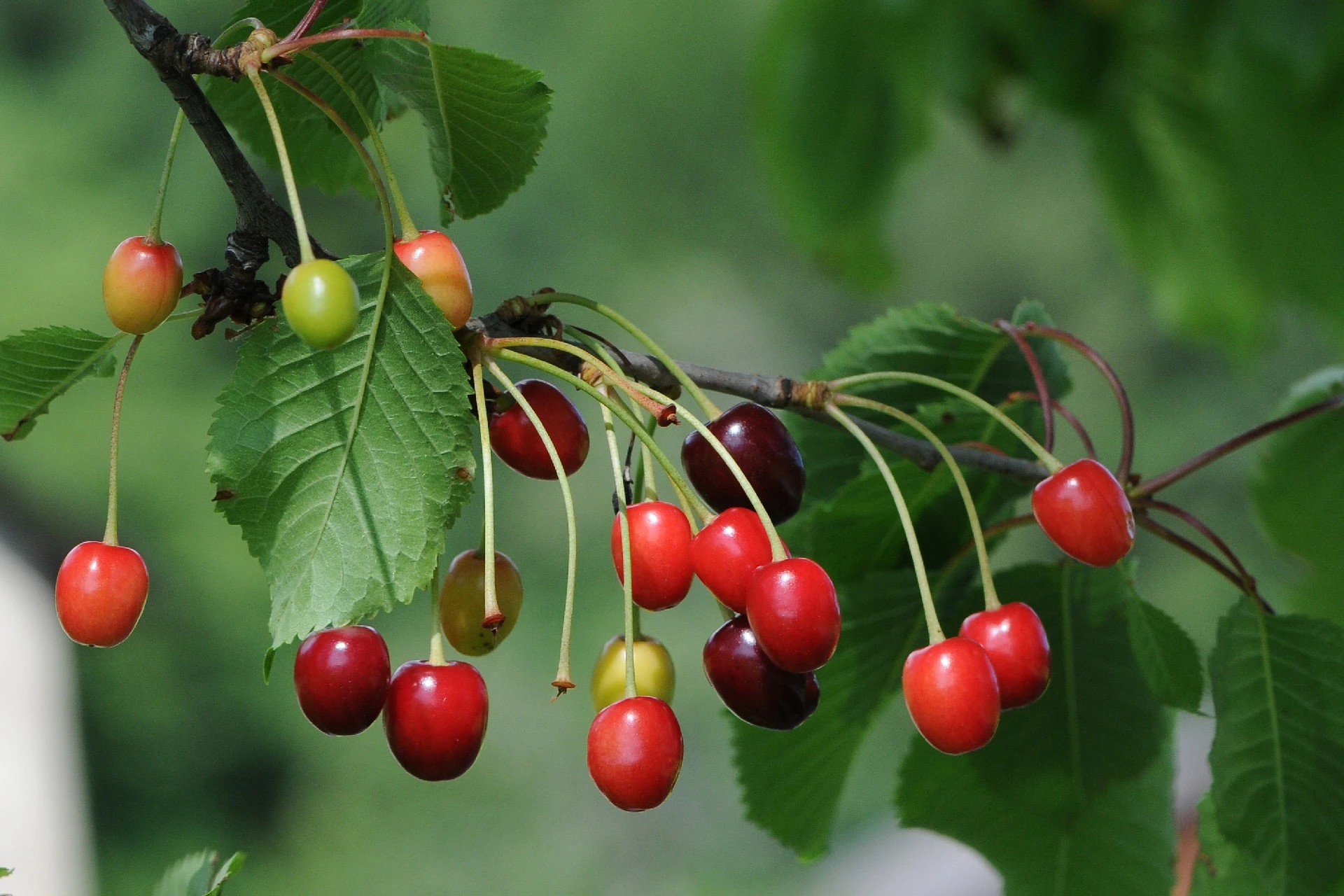 Vișin (Prunus-cerasus) - informatii despre plante medicinale - Hypericum Impex