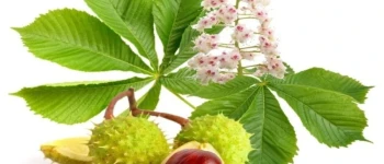 Castanul salbatic (Aesculus hippocastanum)