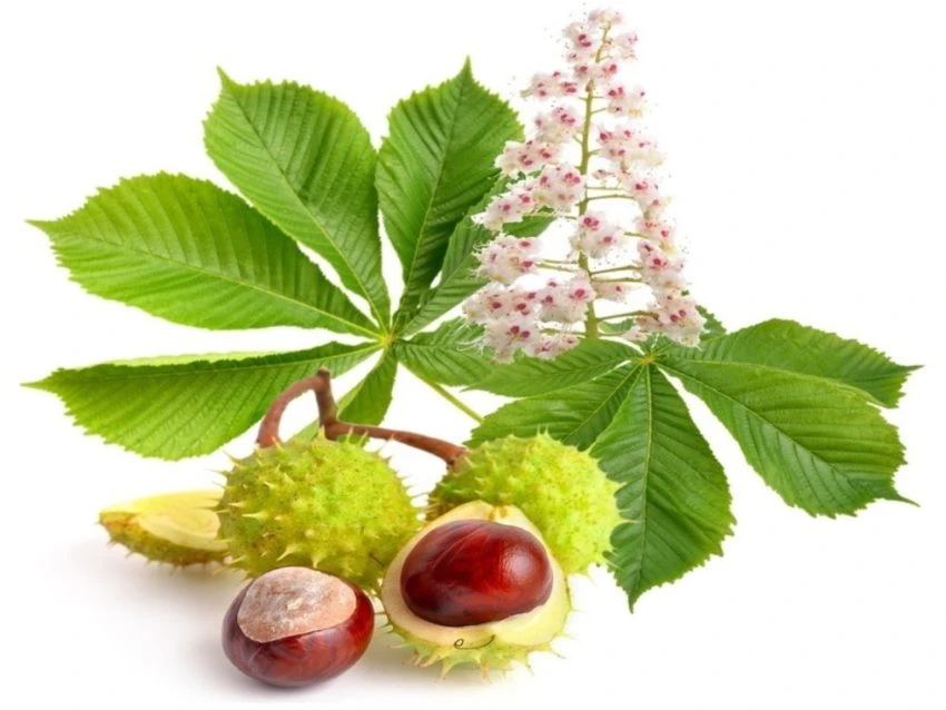 Castanul salbatic (Aesculus hippocastanum)
