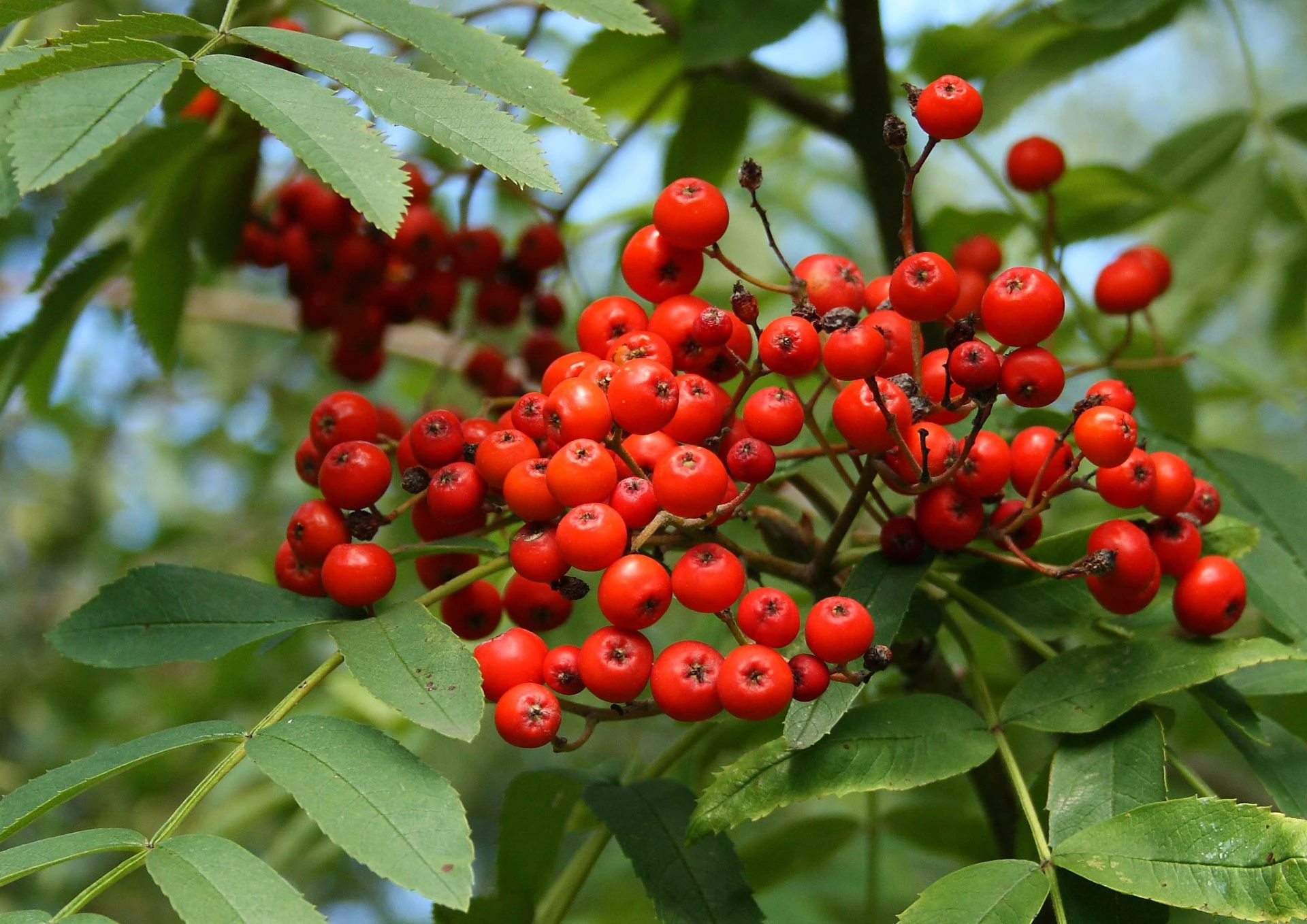 Scoruș de munte (Sorbus aucuparia)