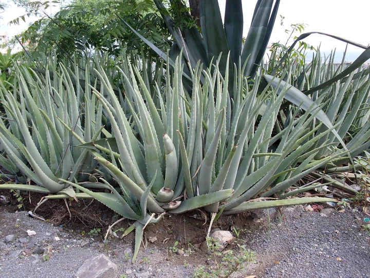 Tufă mare de aloe vera, cu frunze înguste, verzi-cenușii, pe un sol pietros, la Praia, în Capul Verde