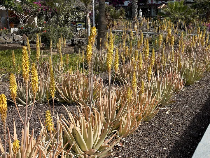 Rânduri de aloe vera înflorită, cu raceme galbene înalte, într-o grădină din Gran Canaria