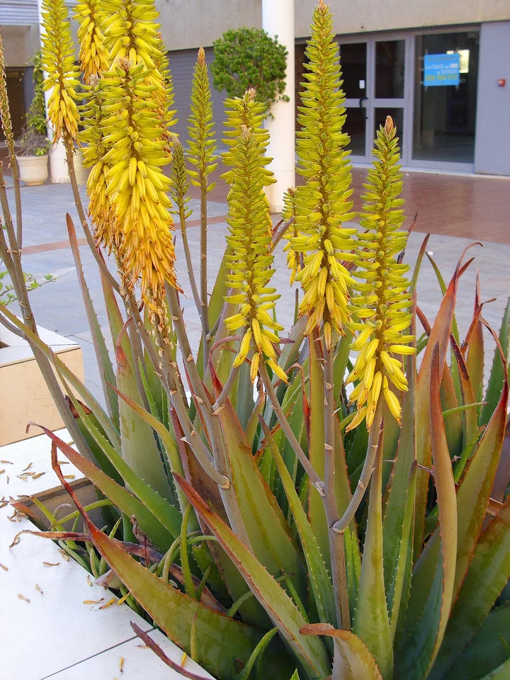 Mai multe raceme dese, cu flori galbene, ridicate deasupra unei tufe de aloe vera cu frunze verzi-roșiatice, lângă o clădire