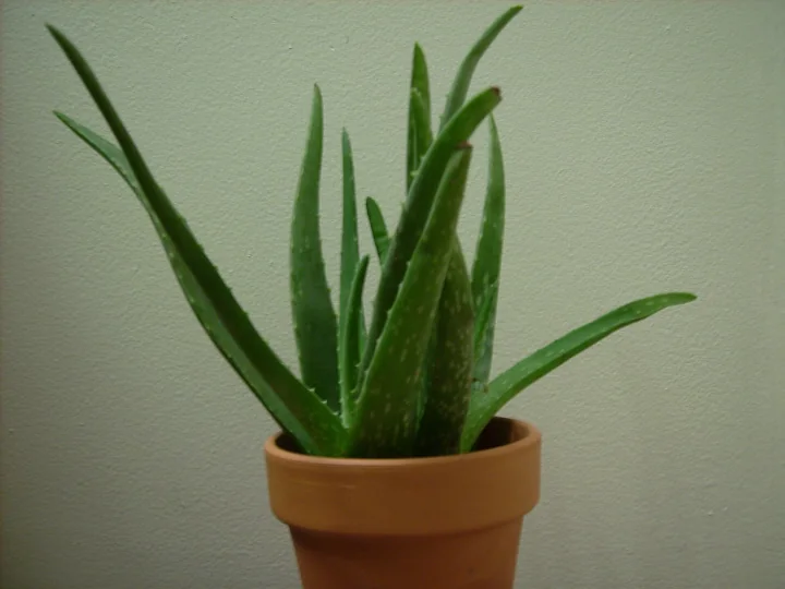 Plantă tânără de aloe vera într-un ghiveci de lut, cu frunze verzi, înguste, ridicate în sus și pătate cu alb