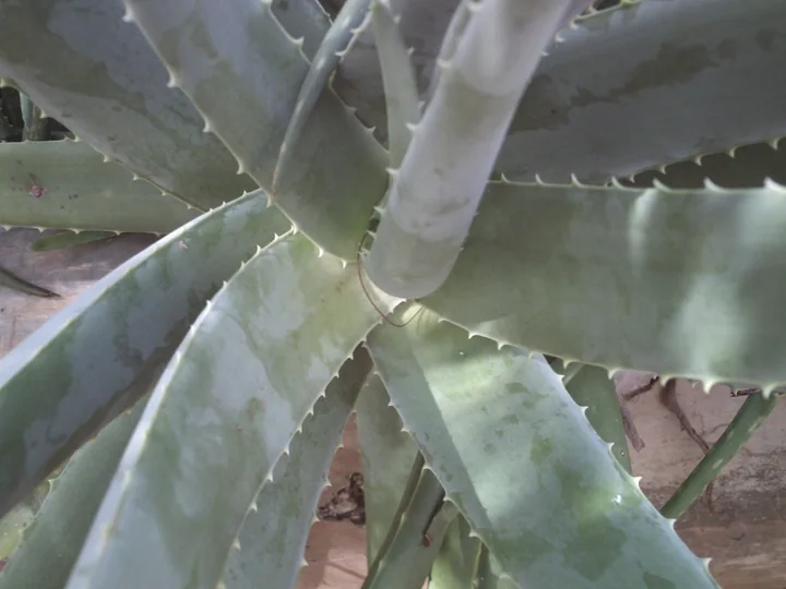 Rozetă de aloe vera văzută de sus, cu frunze groase, verzi-cenușii, cu dinți mici pe margine