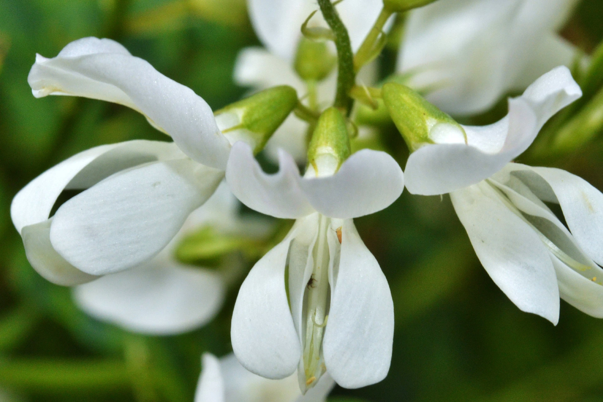 Lemnul dulce (Glycyrrhiza glabra) - informatii despre plante medicinale - Hypericum Impex