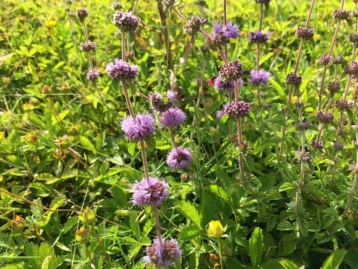 Pajiște verde cu tulpini de busuiocul cerbilor, fiecare cu mai multe globuri de flori liliachii, așezate unul deasupra altuia