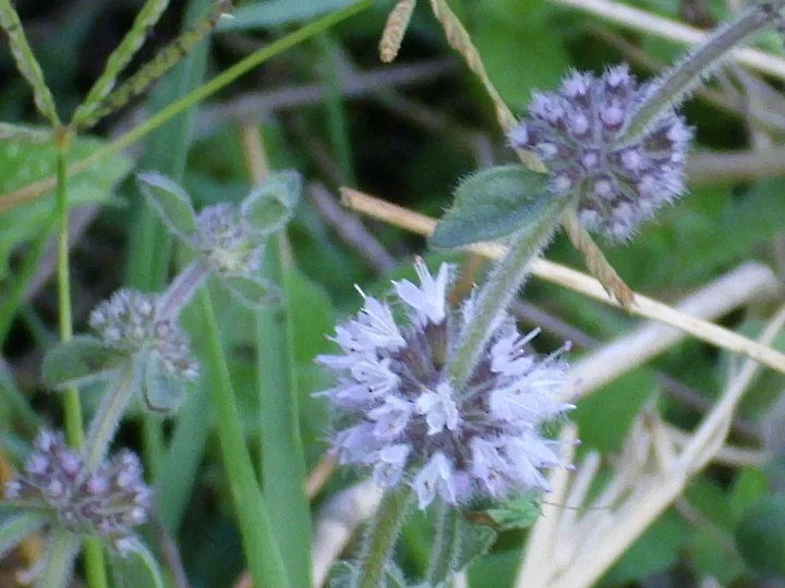 Verticile de busuiocul cerbilor de aproape: globuri de flori mici, liliachii, pe o tulpină păroasă, printre ierburi