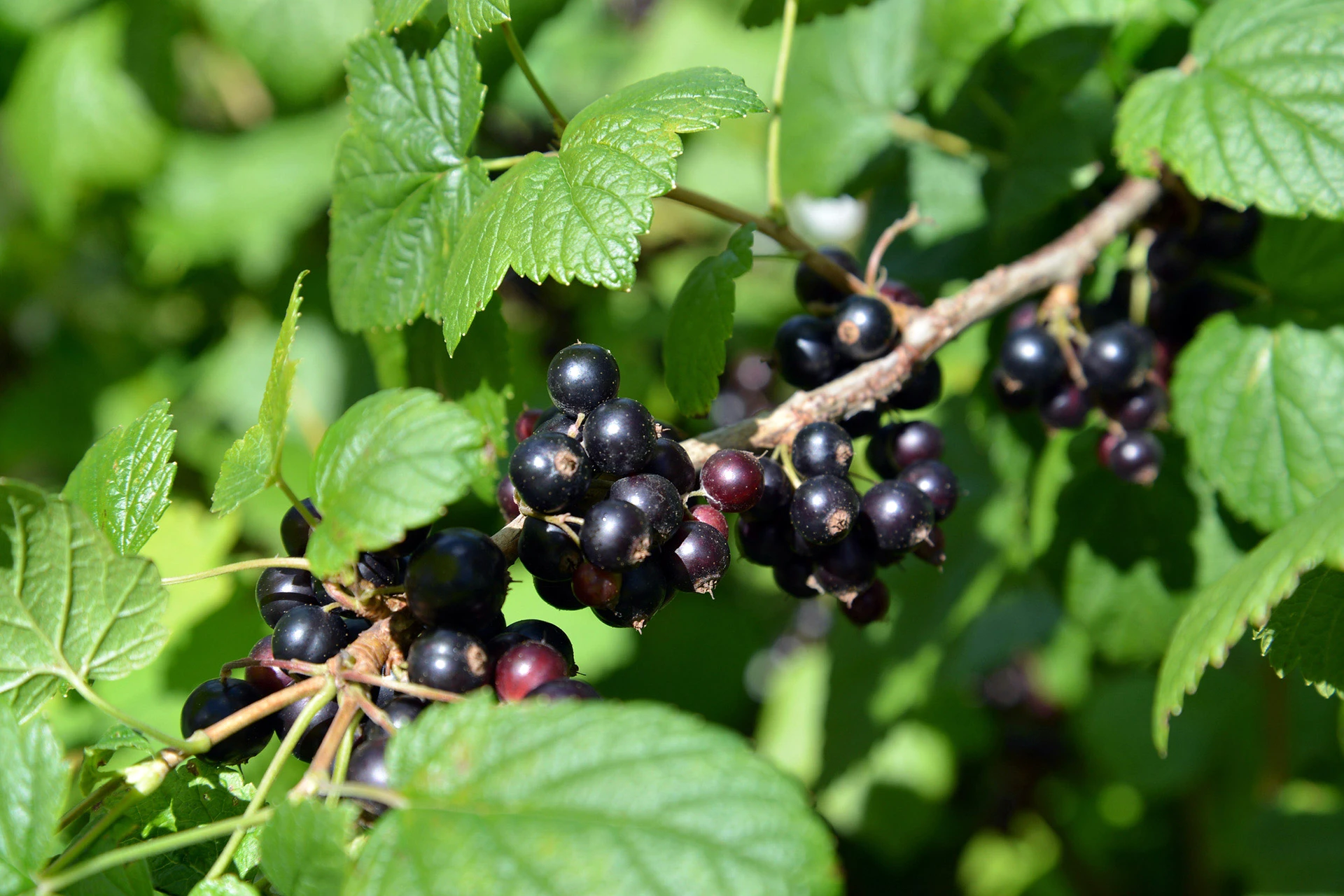 Coacăzul negru (Ribes nigrum) - informatii despre plante medicinale - Hypericum Impex
