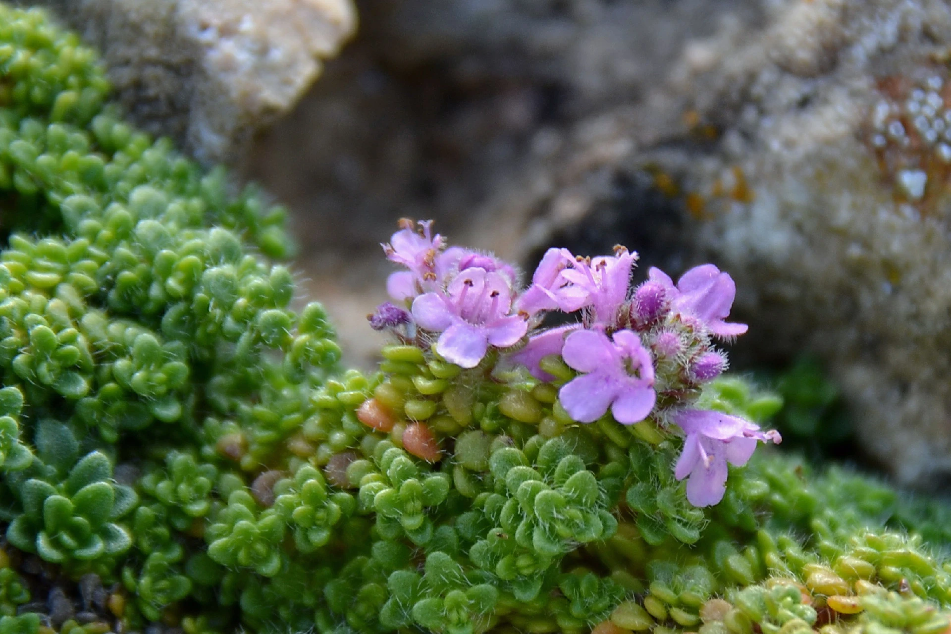 Cimbrișor (Thymus serpyllum) - informatii despre plante medicinale - Hypericum Impex