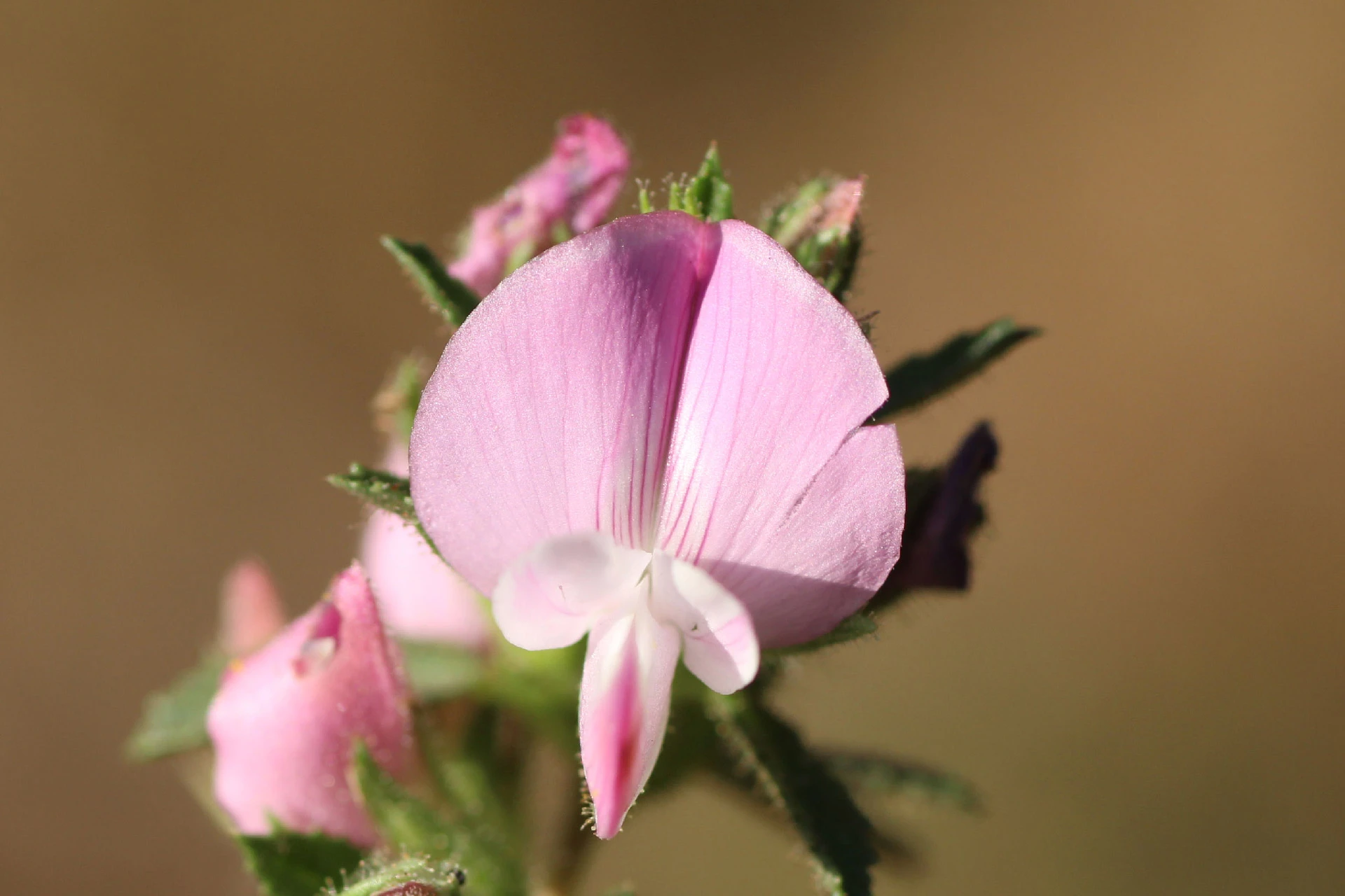 Osul iepurelui (Ononis spinosa) - informatii despre plante medicinale - Hypericum Impex