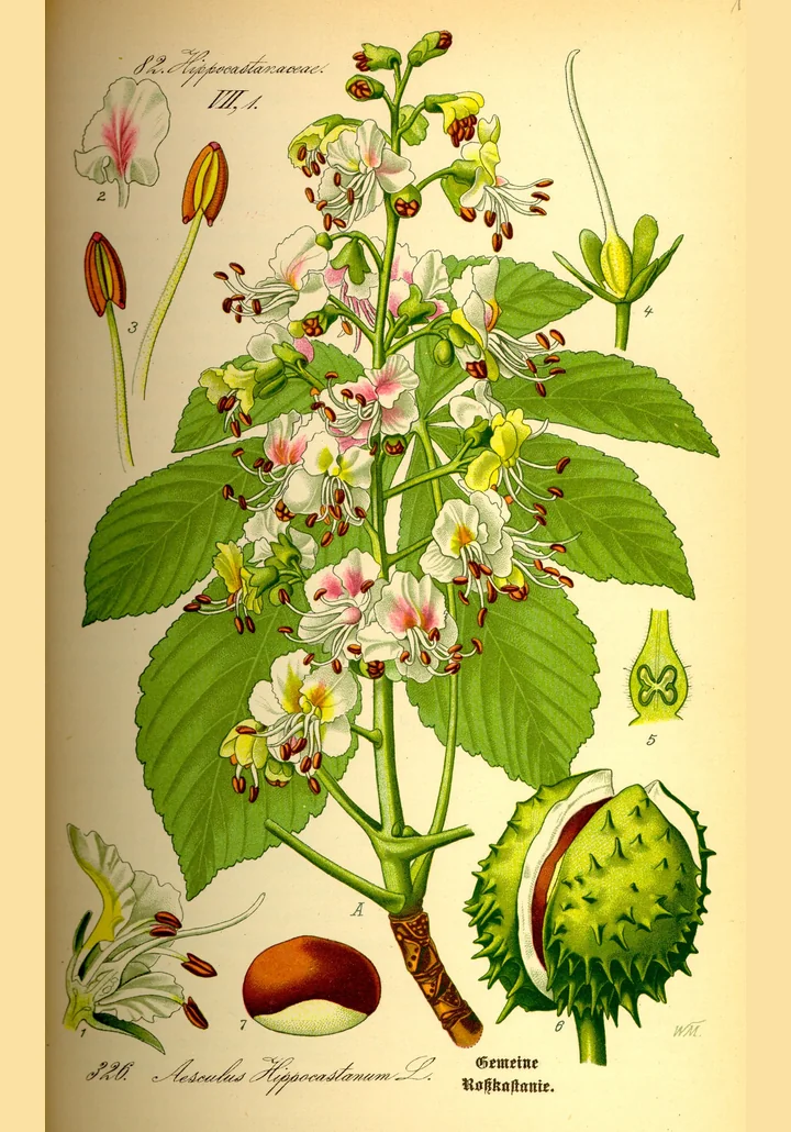 Planșă botanică veche, colorată, cu o ramură de castan sălbatic: frunze compuse, panicul cu flori albe pătate cu roz, detalii ale florii, capsulă cu spini și sămânță